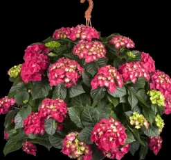 Hydrangea macrophylla (Hortensia)