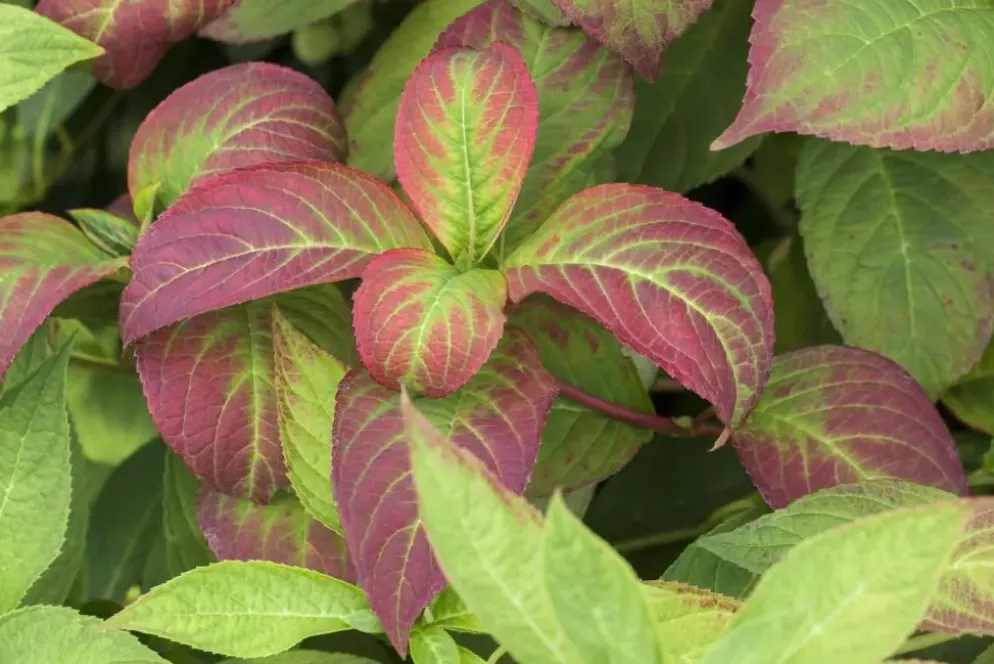 Hydrangea macrophylla (Hortensia)