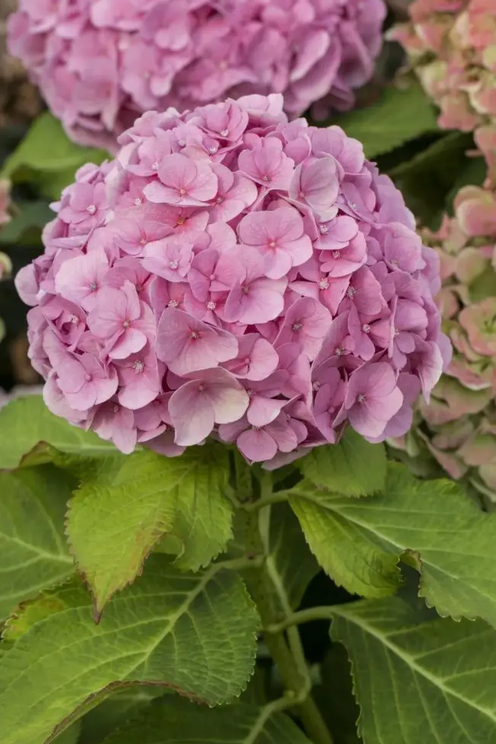 Hydrangea macrophylla (Hortensia)