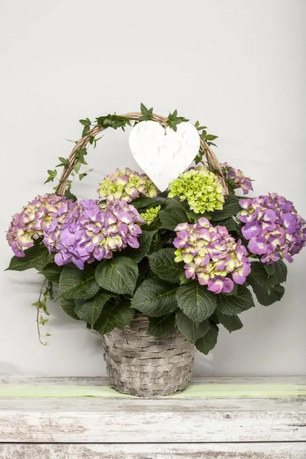 Hydrangea macrophylla (Hortensia)