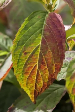 Hydrangea macrophylla (Hortensia)