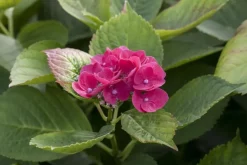 Hydrangea macrophylla (Hortensia)