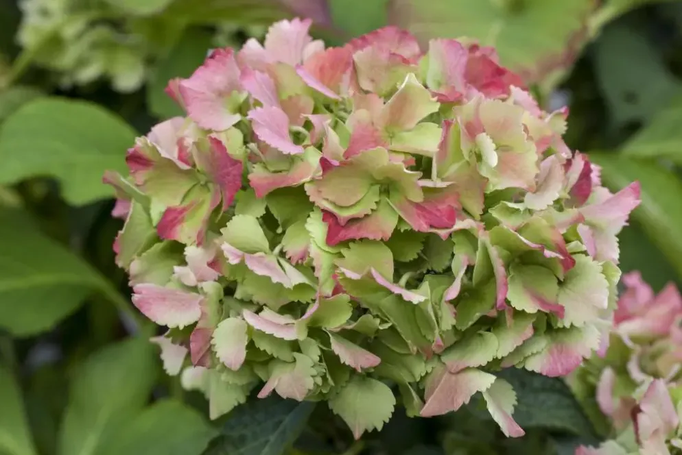 Hydrangea macrophylla (Hortensia)