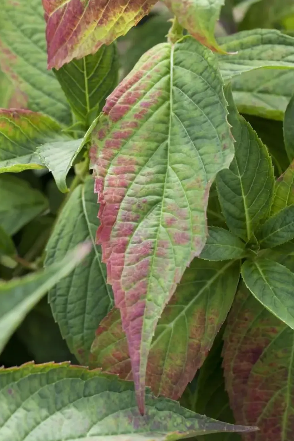 Hydrangea macrophylla (Hortensia)