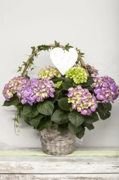 Hydrangea macrophylla (Hortensia)