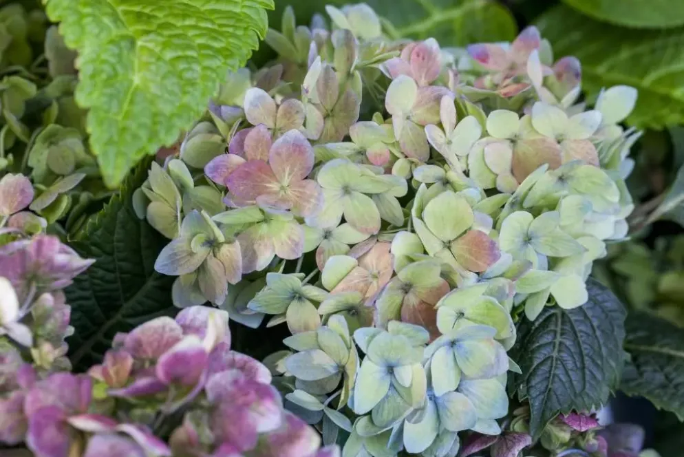 Hydrangea macrophylla (Hortensia)