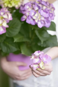 Hydrangea macrophylla (Hortensia)