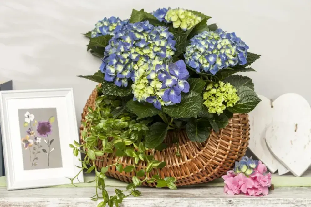 Hydrangea macrophylla (Hortensia)
