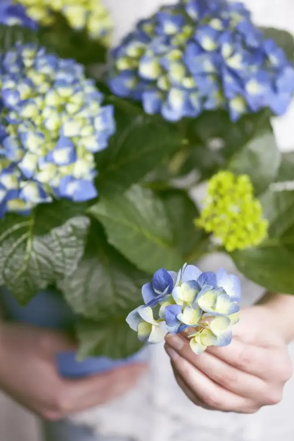 Hydrangea macrophylla (Hortensia)