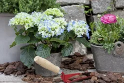 Hydrangea macrophylla (Hortensia)
