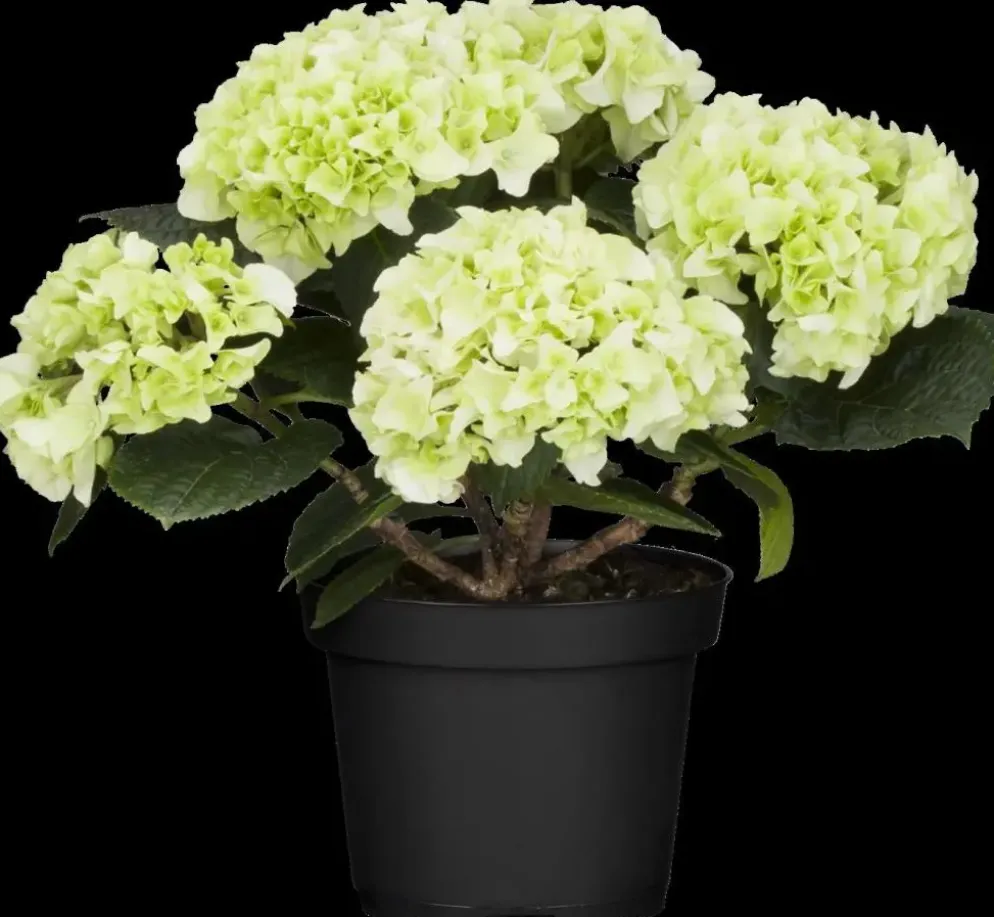 Hydrangea macrophylla (Hortensia)