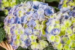 Hydrangea macrophylla (Hortensia)