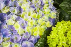 Hydrangea macrophylla (Hortensia)
