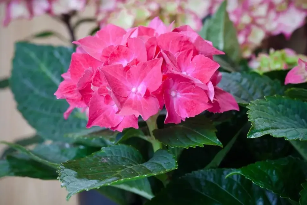 Hydrangea macrophylla (Hortensia)