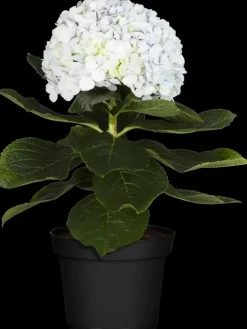 Hydrangea macrophylla (Hortensia)