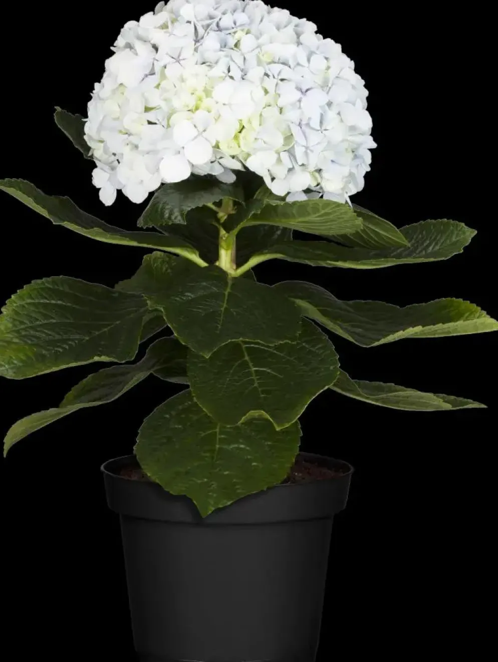 Hydrangea macrophylla (Hortensia)