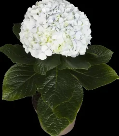 Hydrangea macrophylla (Hortensia)