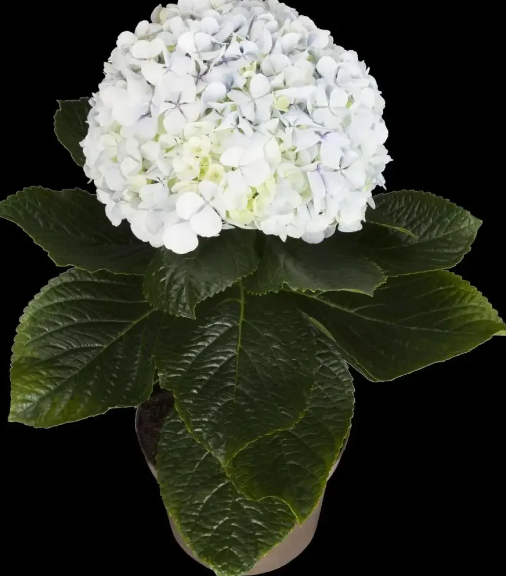Hydrangea macrophylla (Hortensia)