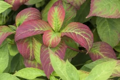 Hydrangea macrophylla (Hortensia)