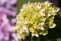 Hydrangea macrophylla (Hortensia)