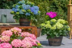 Hydrangea macrophylla (Hortensia)