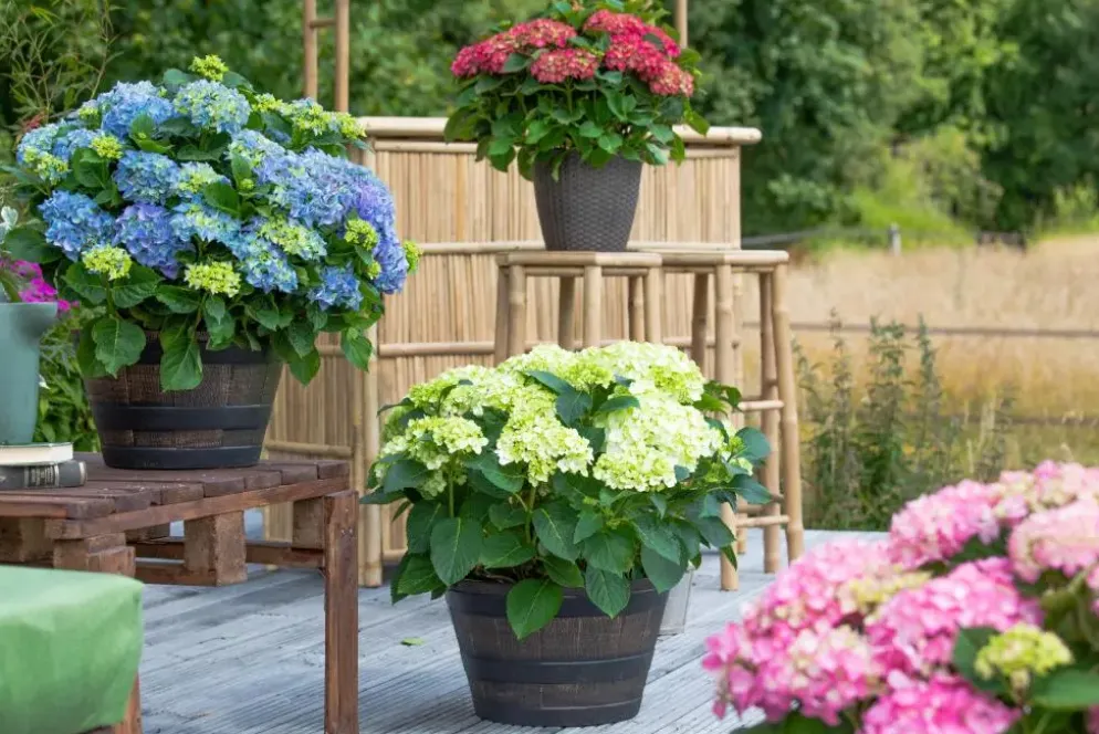 Hydrangea macrophylla (Hortensia)