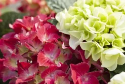 Hydrangea macrophylla (Hortensia)