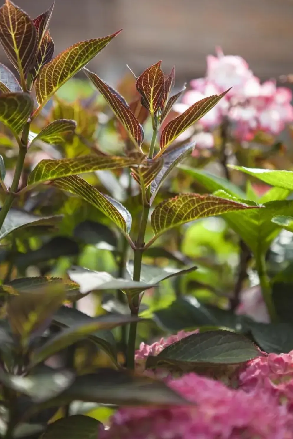 Hydrangea macrophylla (Hortensia)