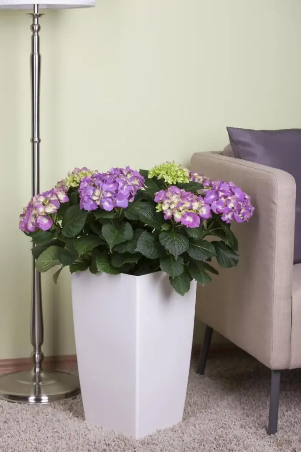 Hydrangea macrophylla (Hortensia)