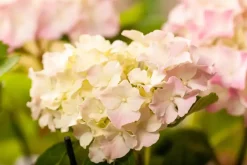 Hydrangea macrophylla (Hortensia)