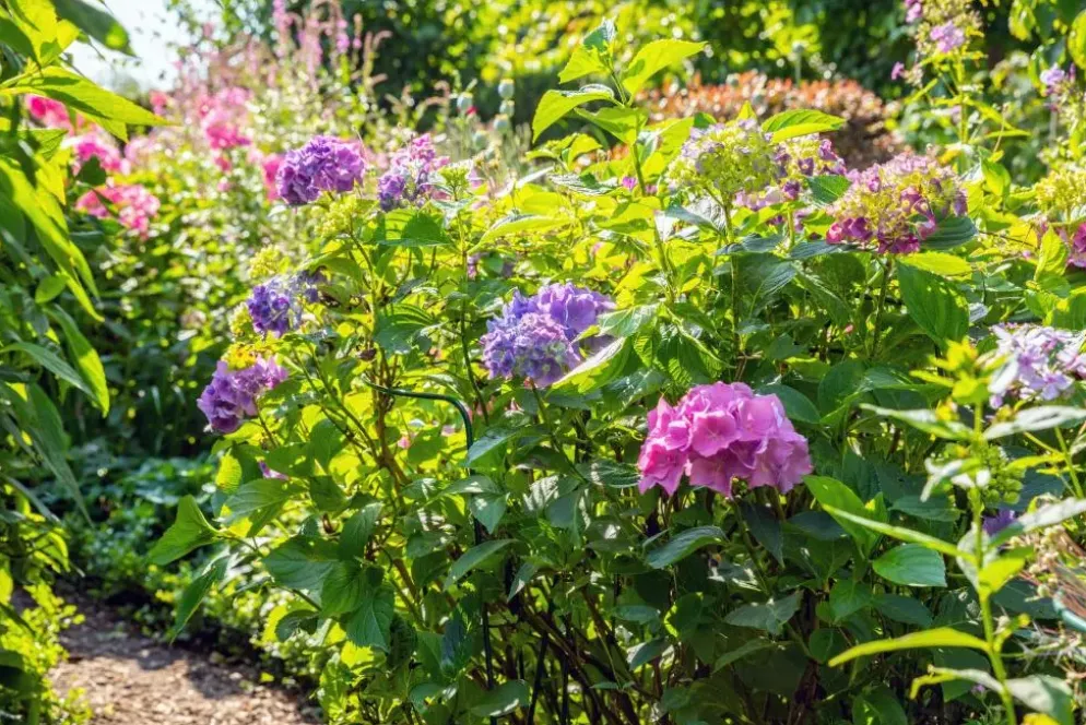 Hydrangea macrophylla (Hortensia)