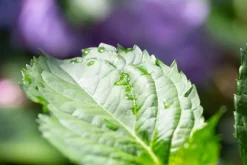 Hydrangea macrophylla (Hortensia)