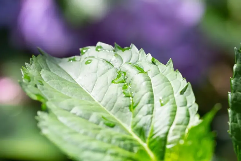Hydrangea macrophylla (Hortensia)