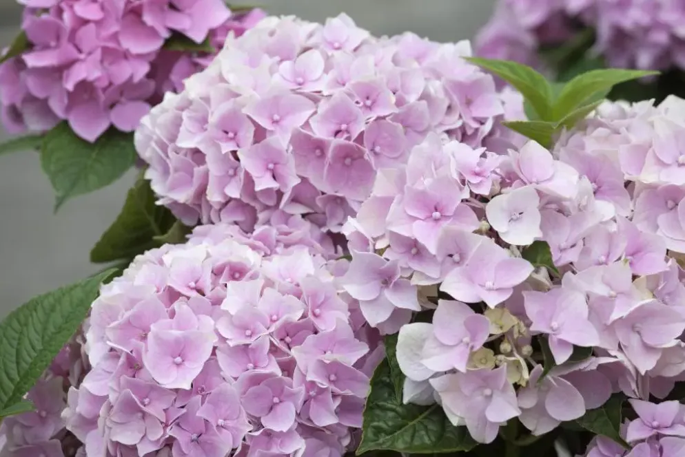 Hydrangea macrophylla (Hortensia)