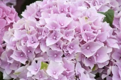 Hydrangea macrophylla (Hortensia)