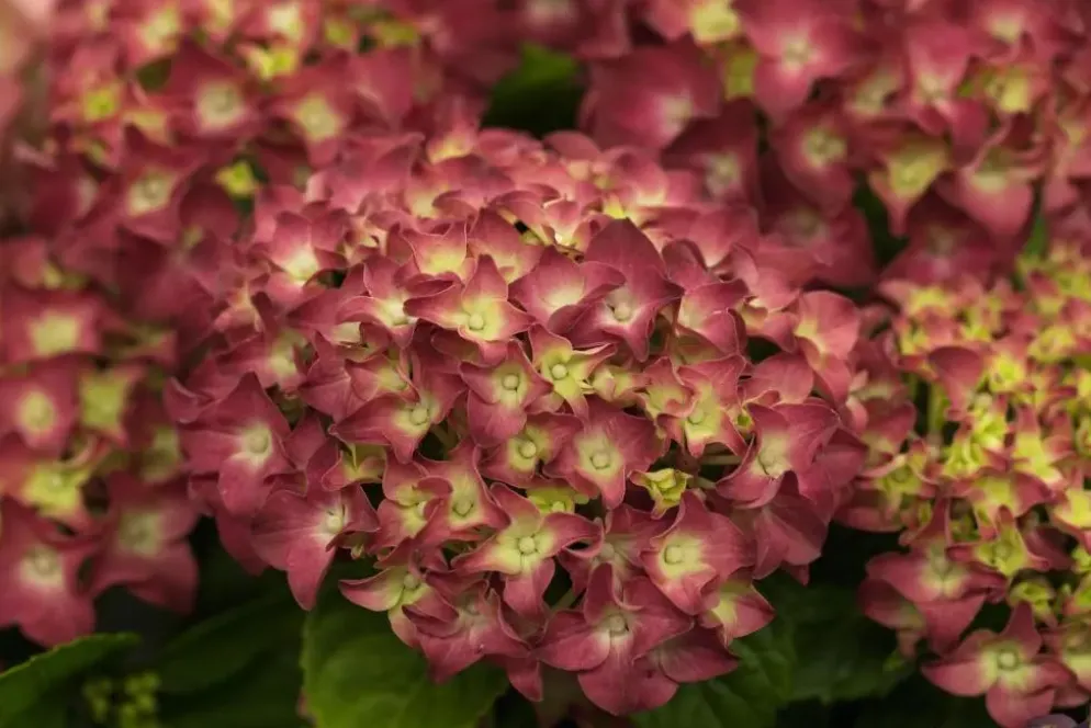 Hydrangea macrophylla (Hortensia)