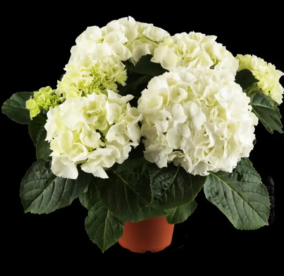 Hydrangea macrophylla (Hortensia)