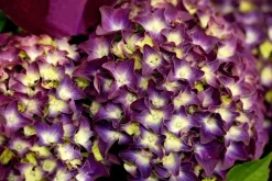 Hydrangea macrophylla (Hortensia)