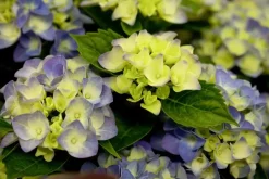 Hydrangea macrophylla (Hortensia)