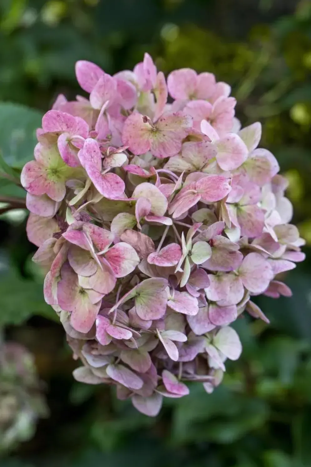 Hydrangea macrophylla (Hortensia)