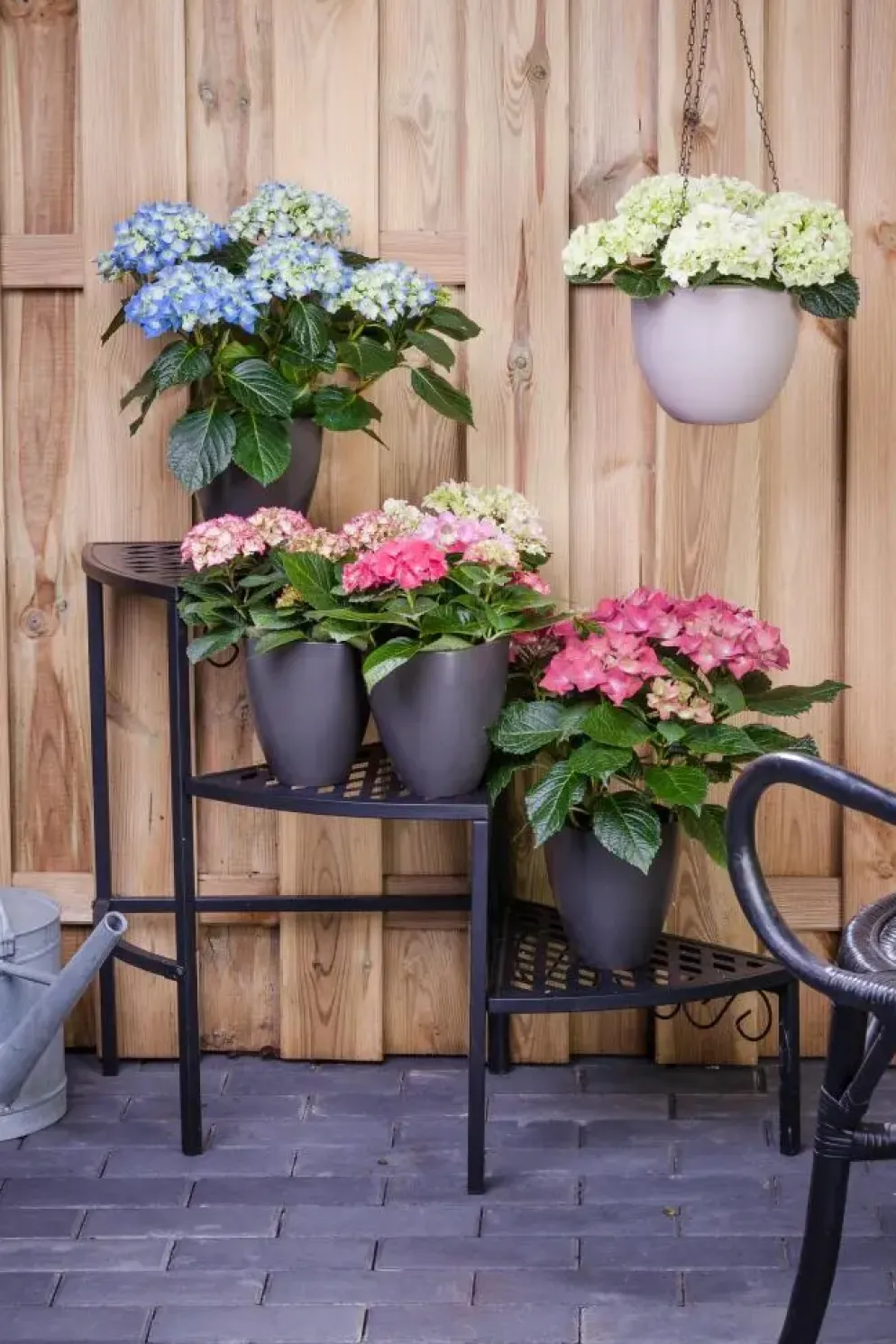 Hydrangea macrophylla (Hortensia)