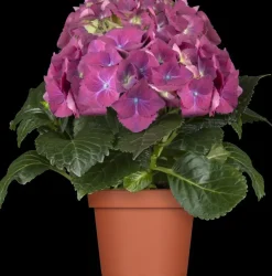 Hydrangea macrophylla (Hortensia)