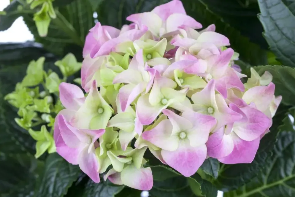 Hydrangea macrophylla (Hortensia)