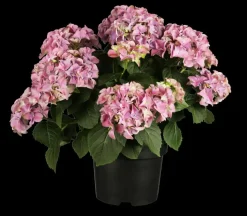 Hydrangea macrophylla (Hortensia)