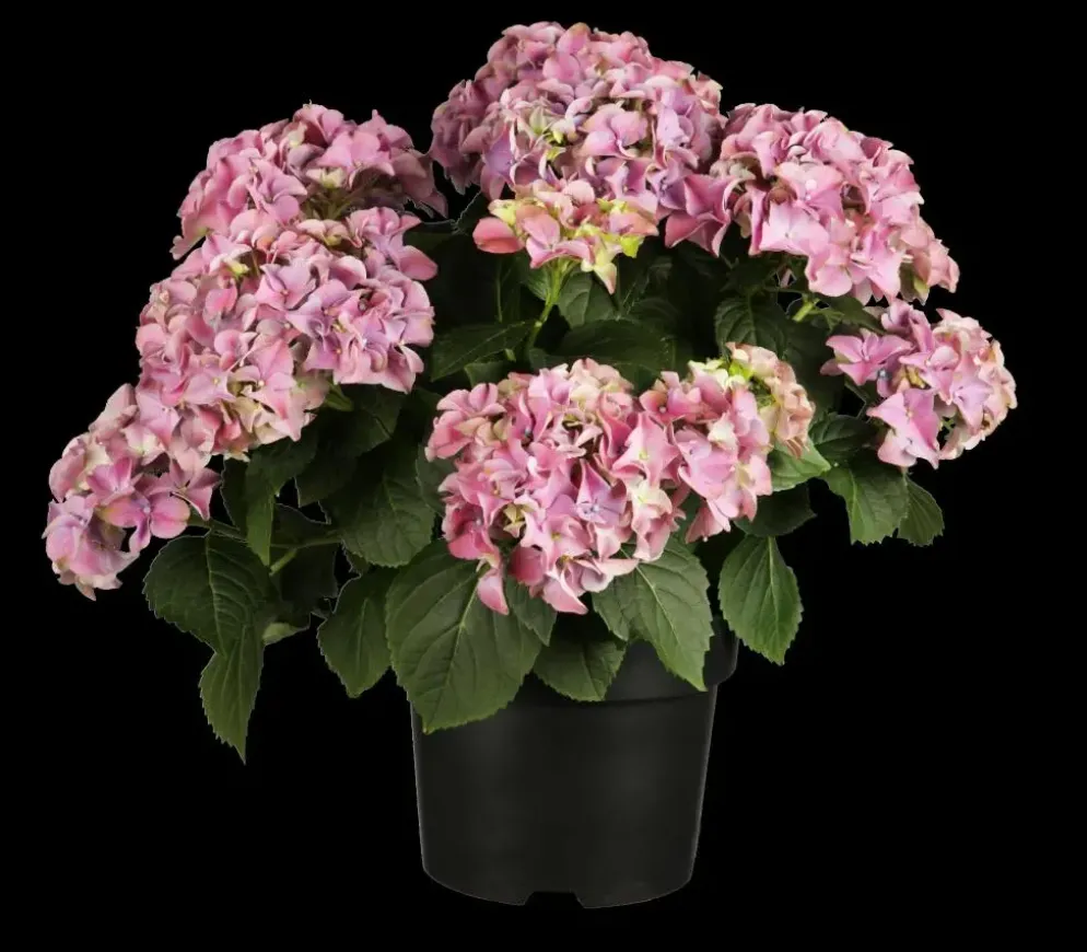 Hydrangea macrophylla (Hortensia)