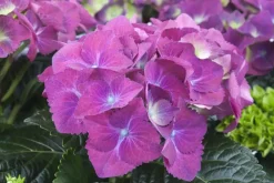 Hydrangea macrophylla (Hortensia)
