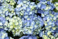 Hydrangea macrophylla (Hortensia)