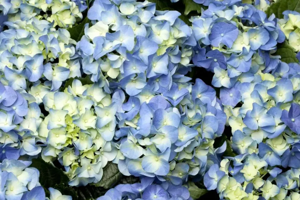 Hydrangea macrophylla (Hortensia)