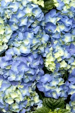 Hydrangea macrophylla (Hortensia)