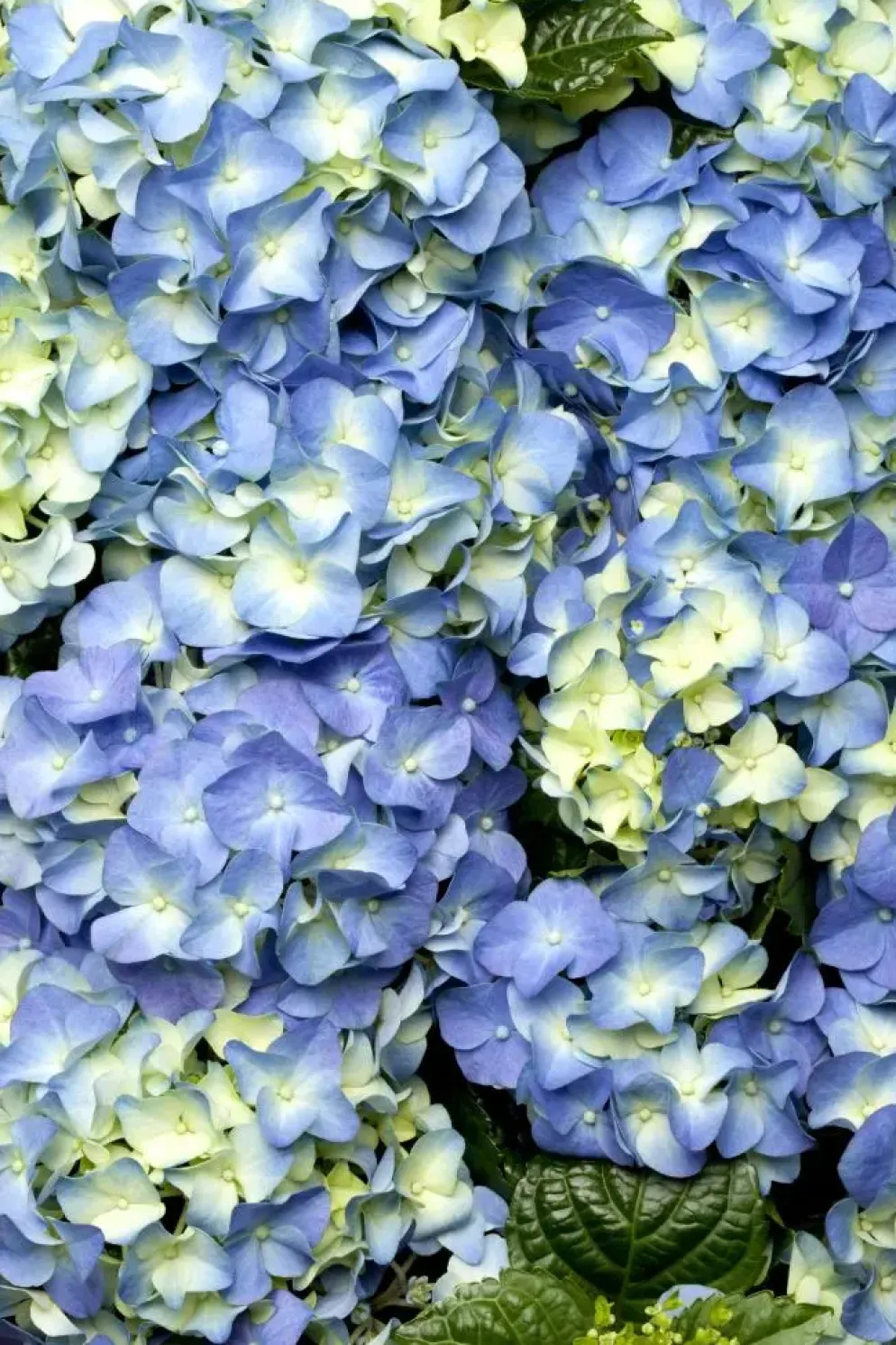 Hydrangea macrophylla (Hortensia)
